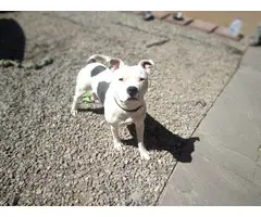 Blue nose pitbull for adoption - 2