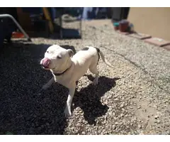 Blue nose pitbull for adoption - 3