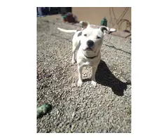 Blue nose pitbull for adoption - 4