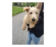 2 Scottish terriers available