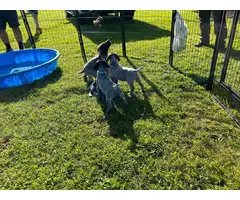 5 German Shorthaired Pointer puppies for sale