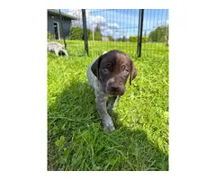 5 German Shorthaired Pointer puppies for sale - 2