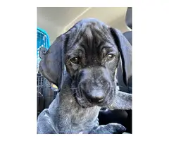 5 German Shorthaired Pointer puppies for sale - 3