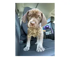 5 German Shorthaired Pointer puppies for sale - 4