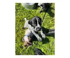 5 German Shorthaired Pointer puppies for sale - 5