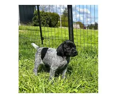 5 German Shorthaired Pointer puppies for sale - 6