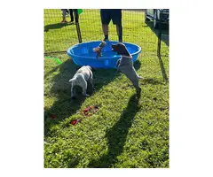 5 German Shorthaired Pointer puppies for sale - 7