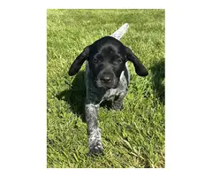 5 German Shorthaired Pointer puppies for sale - 8