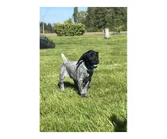 5 German Shorthaired Pointer puppies for sale - 9