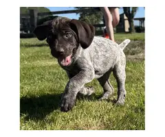 5 German Shorthaired Pointer puppies for sale - 10