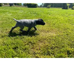 5 German Shorthaired Pointer puppies for sale - 11