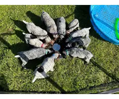 5 German Shorthaired Pointer puppies for sale - 12
