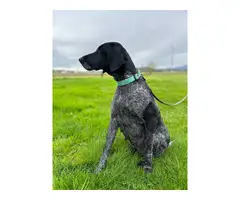 5 German Shorthaired Pointer puppies for sale - 13
