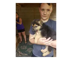 9 German Shepherd puppies for sale - 3