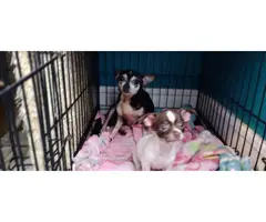 Chihuahua puppies - 2