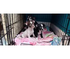 Chihuahua puppies - 4