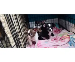 Chihuahua puppies - 6