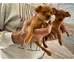 Cute miniature pinscher puppies