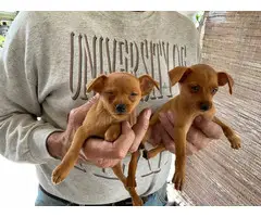 Cute miniature pinscher puppies - 2