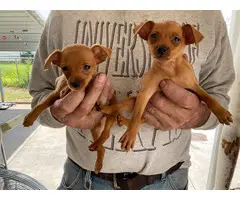 Cute miniature pinscher puppies - 3
