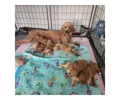 AKC Standard Poodle puppies for sale - 3