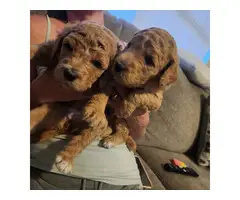 AKC Standard Poodle puppies for sale - 4