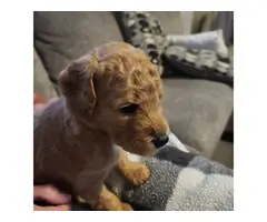 AKC Standard Poodle puppies for sale - 5
