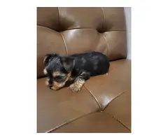 3 Yorkie puppies for sale - 3