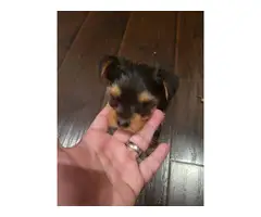 3 Yorkie puppies for sale - 4