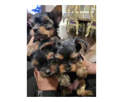 3 Yorkie puppies for sale - 7