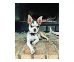 4 male purebred Chihuahua puppies - 2