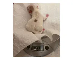 4 male purebred Chihuahua puppies - 6