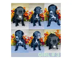4 Great Dane puppies for sale