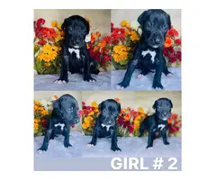 4 Great Dane puppies for sale - 3
