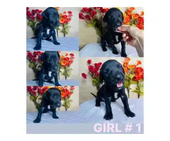 4 Great Dane puppies for sale - 5