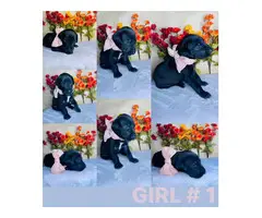 4 Great Dane puppies for sale - 6
