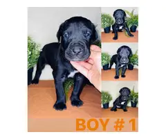 4 Great Dane puppies for sale - 7