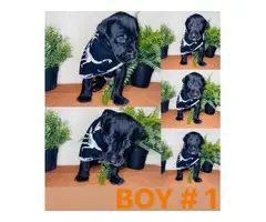 4 Great Dane puppies for sale - 8