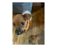 2 cute Chihuahua/Min pin puppies