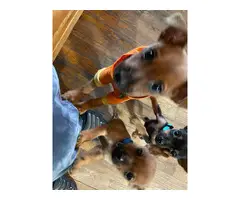 2 cute Chihuahua/Min pin puppies - 2