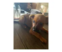 2 cute Chihuahua/Min pin puppies - 4