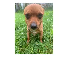 2 cute Chihuahua/Min pin puppies - 6