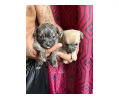 3 boy & 2 girl Shihtzu Chihuahua Mix puppies