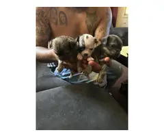 3 boy & 2 girl Shihtzu Chihuahua Mix puppies - 5