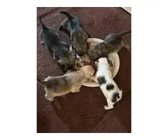3 boy & 2 girl Shihtzu Chihuahua Mix puppies - 8