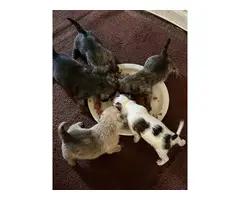 3 boy & 2 girl Shihtzu Chihuahua Mix puppies - 9