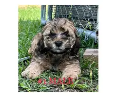 Schnoodle puppies for sale - 2