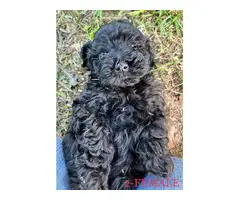 Schnoodle puppies for sale - 3