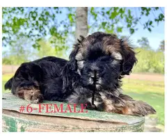 Schnoodle puppies for sale - 4