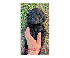 Schnoodle puppies for sale - 6